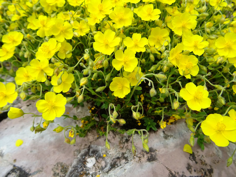 Helianthemum nummularium - Cistaceae